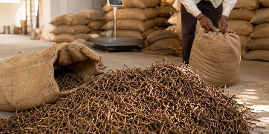 Nagarmotha roots prepared for bulk packing