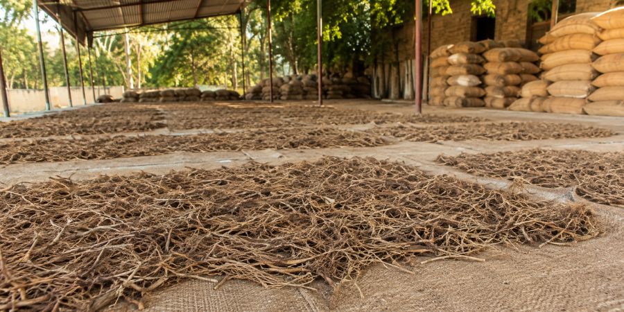 Naturally dried Nagarmotha roots in bulk